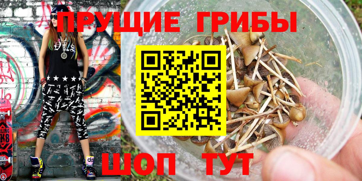 Галлюциногенные грибы Psilocybine cubensis Кизилюрт